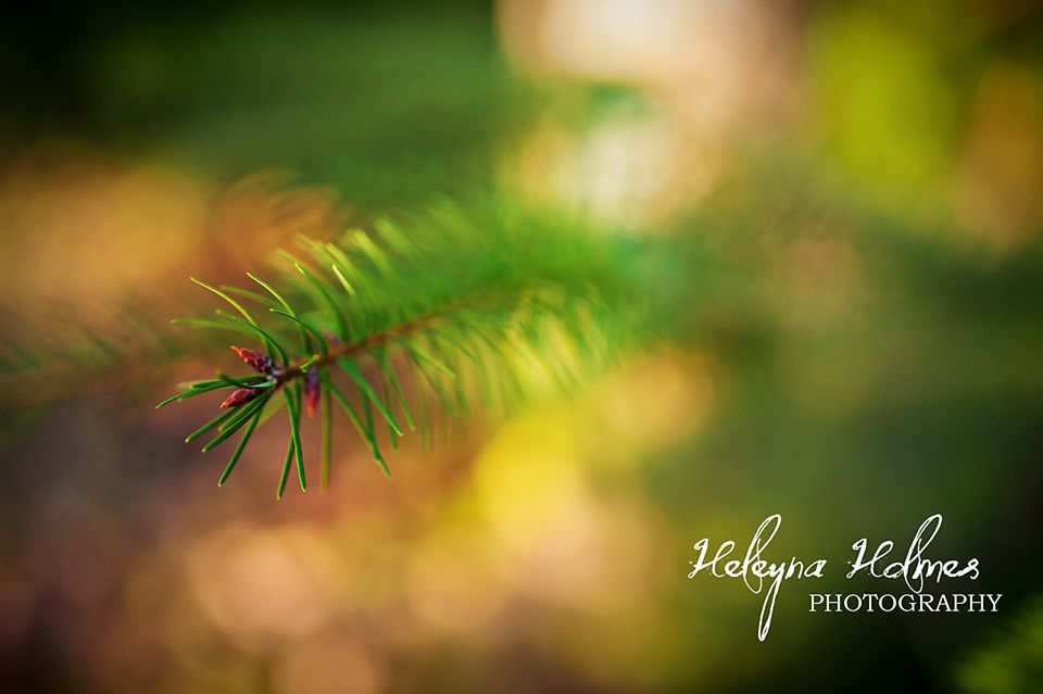 Heleyna Holmes Photography-Seattle Washington 