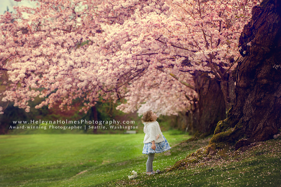 Seattle Washington-Cherry Blossoms