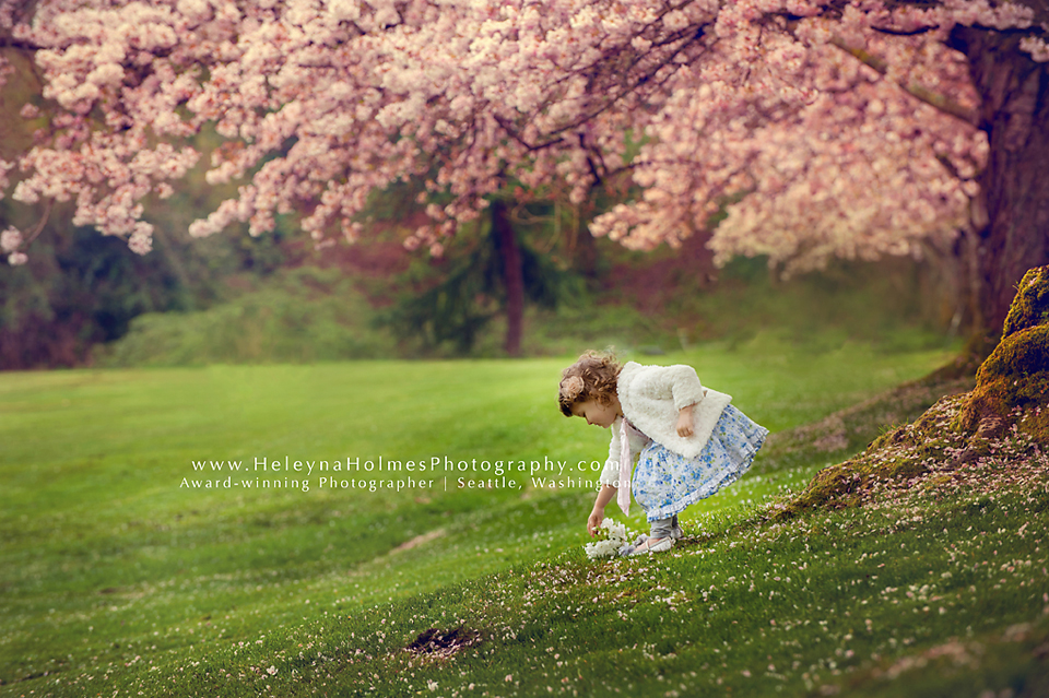 Seattle Washington-Cherry Blossoms