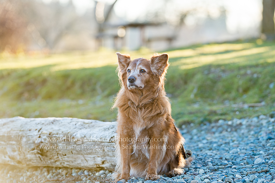 Senior Dog Pet Photography